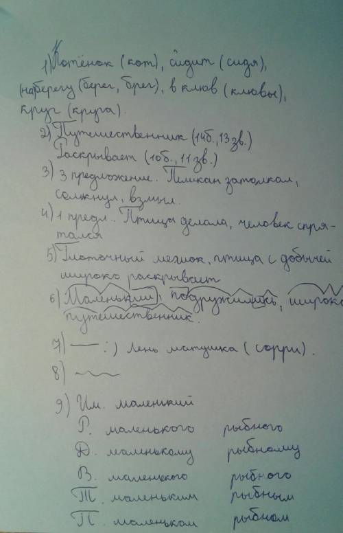 Друзья – огромный пеликан и маленький котёнок – подружились в заповеднике. Обычно они встречаются по