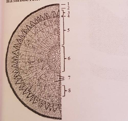 18. На рисунке цифрой 5 обозначена часть древесного стебля, которая называется:​