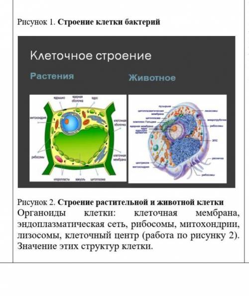 На примерах покажите, как связаны строение и функции органоидов клетки.​