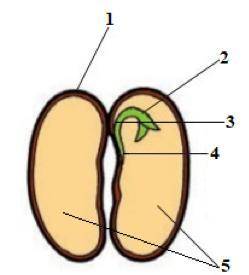 Напишите, названия частей семени пшеницы и семени фасоли, обозначенных цифрами.