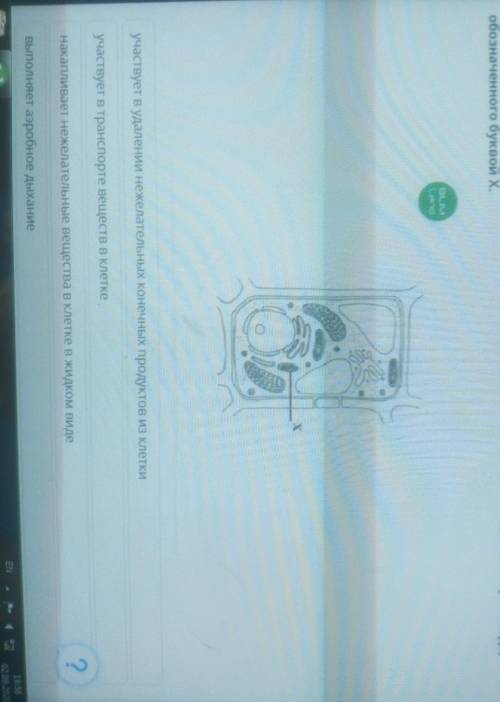 задание. Выберите правильное предложение, соответствующее функции органоидов, обозначенного буквой Х