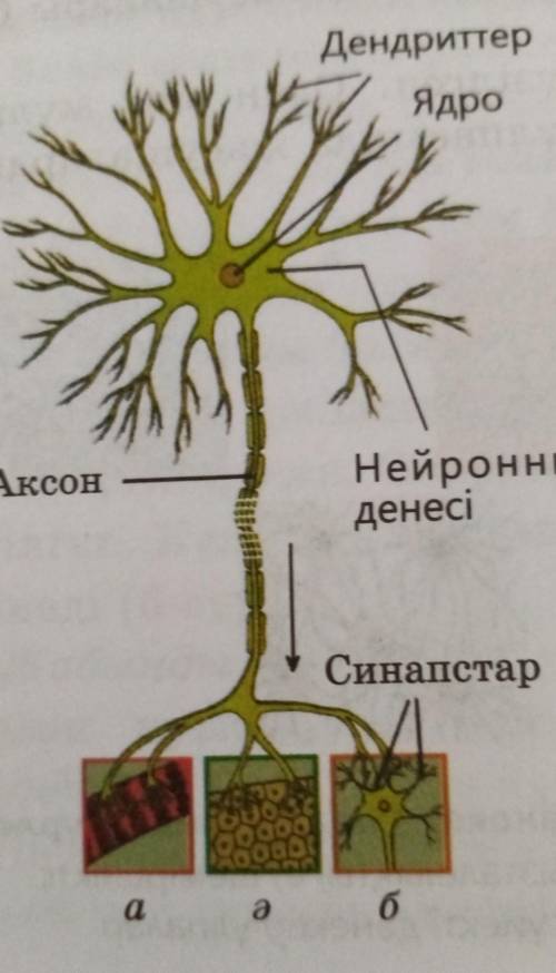 Нейтронның құрылысы және оның ұлпалар мен байланысы: А) бұлшық ет ұлпасы ;Ә) эпителий ұлпасы;Б) жүйк