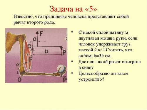 •С какой силой натянута двуглавая мышца руки, если человек удерживает груз массой 2 кг? Считать, что