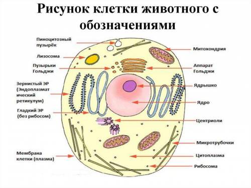 Вычисление линейного увеличения клеток с использованием микрофотографий Задание: Рассчитать увеличен