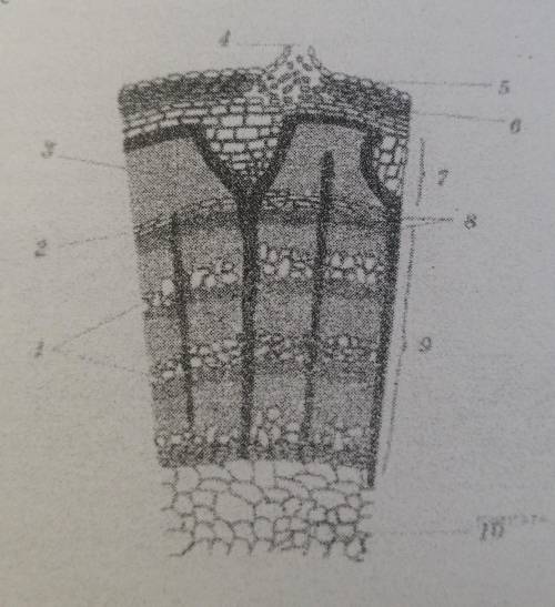 9. К какой ткани относятся клетки, отмеченныена рисунке цифрой 9?​