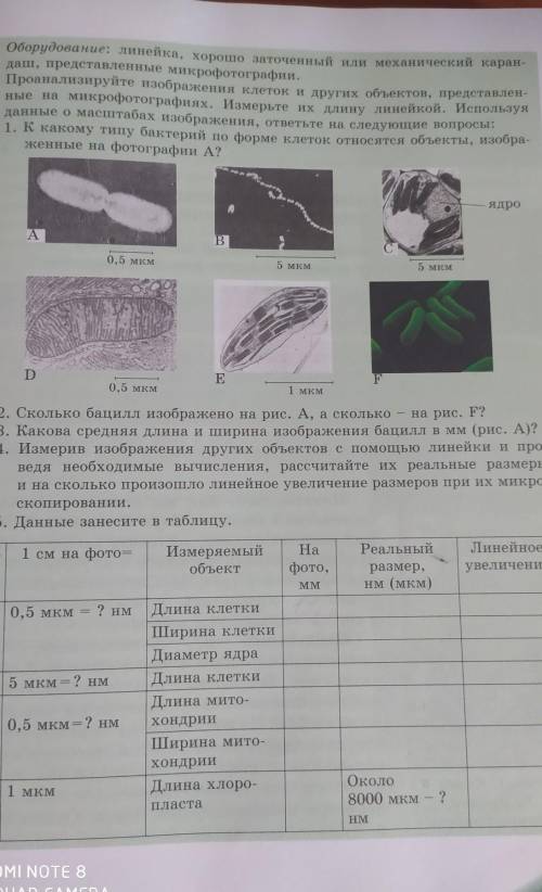 Вычисление линейного увеличения клеток с использованием микрофотографии.Молю быстрее