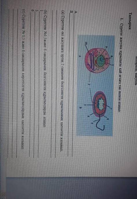 Суретте жасуша құрылысы қай ағзаға тән екенін атаңыз​