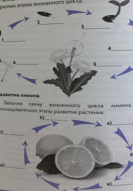 эти 2 задания нужно написать жизненный цикл одуванчика и лимона​