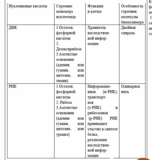 Составить сравнительную таблицу о ДНК и РНК. Дать на интерактивной доске табл. для проверки знаний у