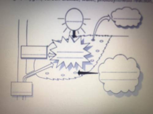 Task 4 Add text boxes to this diagram (or write on it) to show the equation for photosynthesis. Word