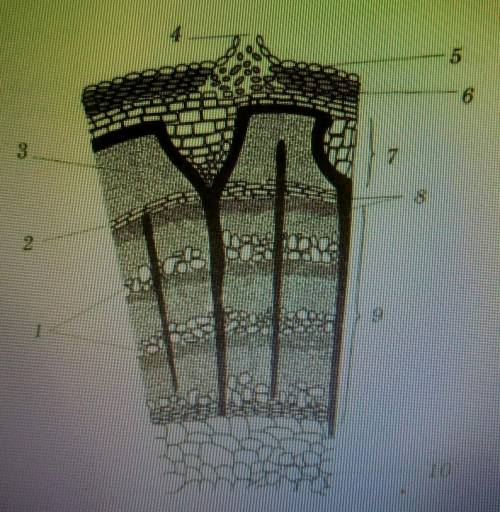 ольга рассмотрела стебель листа под микроскопом и сделала рисунок что она обозначила на рисунке под
