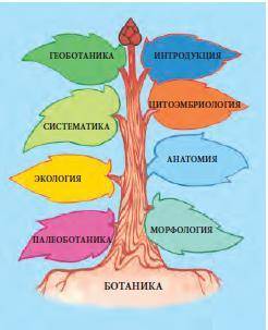 Сделайте кроссворд по ботаники 5-ый класс <3 (если надо слова)