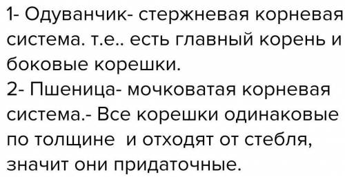 Сделайте вывод, чем отличается корневая система пшеницы от корневой системы одуванчика.