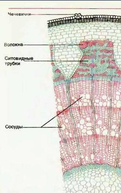 Выполнить в тетраде рис поперечный разрез стебля,подписать все слои