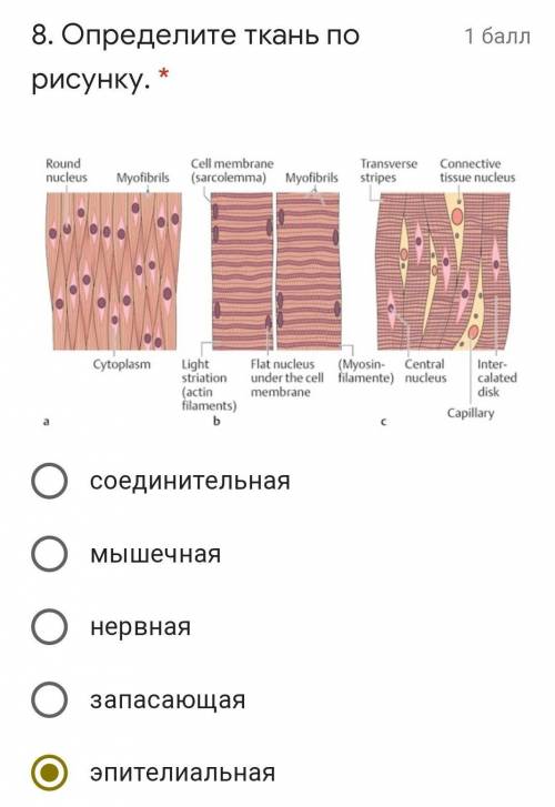 определите ткань по рисунку:мышечнаянервнаясоеденительнаязапасающаяэпителиальная​