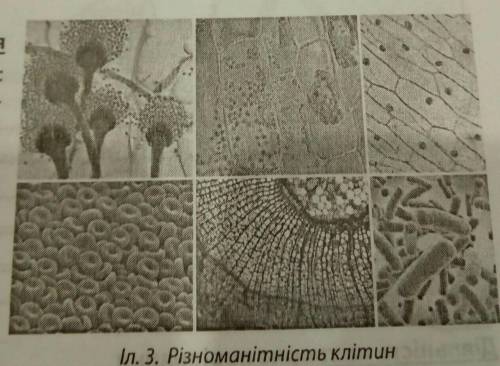 Перед вами ілюстрації різних клітин під мікроскопом: 1 – клітина гриба аспергіла; 2 – клітини листка