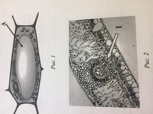 3.1. Рассмотрите рисунок растительной Клетки (рис. 1). Какая структура Клетки обозначена на рисунке