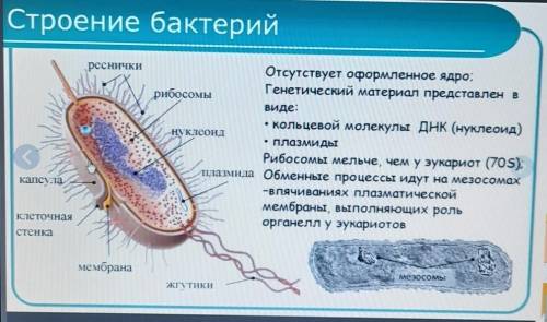 3. Составьте карту понятий о бактериях: условия жизни, питание, распространение, потребность в кисло