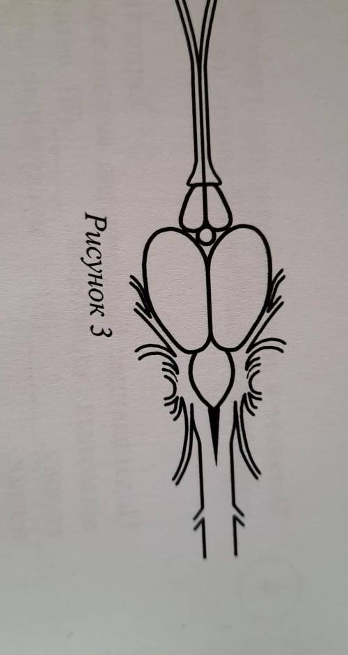 К какому классу относят животных, строениеГоловного мозга которых показано нарисунке 3?Рисунок 31) З