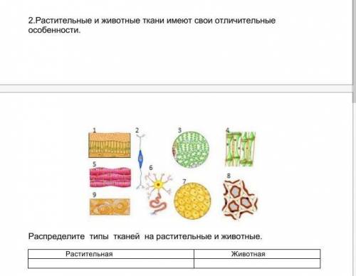 2.Растительные и животные ткани имеют свои отличительные особенности.Распределите типы тканей на рас