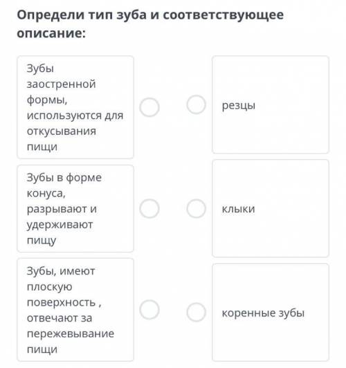 Определи тип зуба и соответствующее описание: