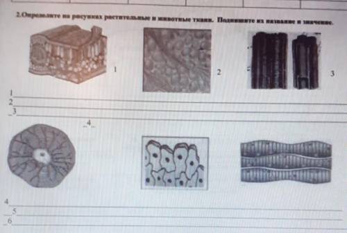 Определите на рисунках растительной и животной ткани Подпишите их названия и значения​