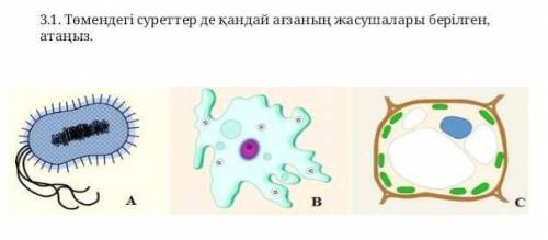 Перевод на русский: Назовите клетки организма, которые показаны на картинках ниже.​