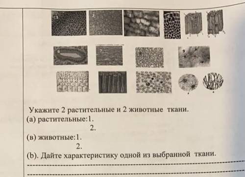 Укажите 2 растительные и 2 животные ткани.​