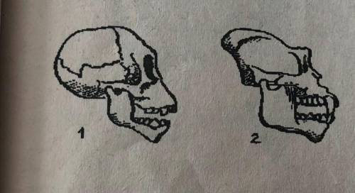 Сравните череп молодой и старой гориллы. Каковы сходства и различия? Рисунок 1-молодая горилла, рису