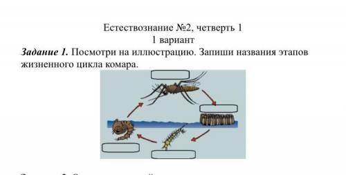 Посмотри на иллюстрацию. Запиши названия этапов жизненного цикла комара это Сор