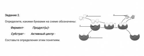 Определите, какими буквами на схеме обозначены продукты-субстрат активный центр