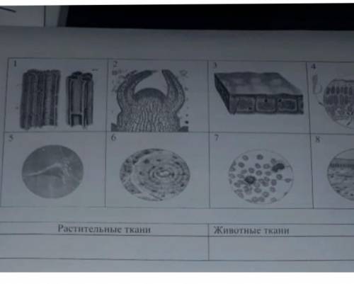 у меня сор по биологии вопрос к 2 задонию определите на рисунках растительные и животные ткани ​
