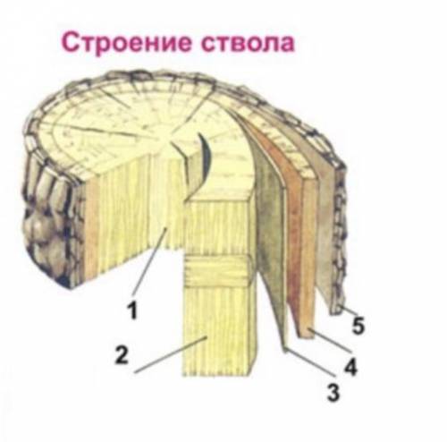 Цифрами один и два отмечены... 1) Ядро и заболонь 2) кора и камбий 3) внешняя кора и внутренняя