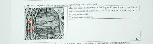 С ПОЯСНЕНИЕМ 2. На микрофотографии представлен органоід- митохондрийї.Митохондри увелічен в 5000 раз