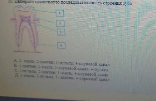 Выберите правильную последовательность строения зуба​