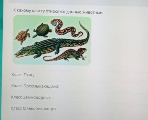 К какому классу относятся данные животные?​