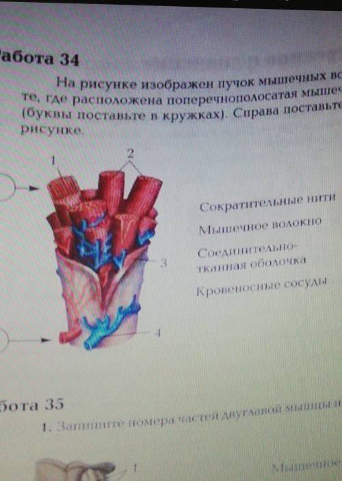 На рисунке изображён пучок мышечных волокон скелетной мышцы. Укажите те, где расположена поперечнопо