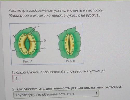 Какой буквой обозначены отверстие устьица дам 25​