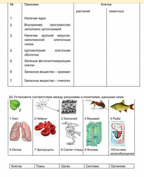 Укажите различия между животной и растительной клеткой​