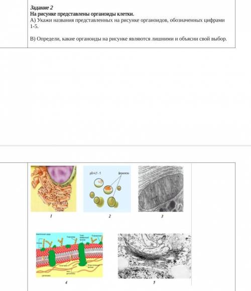ТОЛЬКО ПОД В 1- эпс2- лизосомы3- митохондрии4- плазматическая мембрана5- комплекс гольджиЧтоб легче