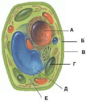 Установи, верны ли приведённые утверждения. А. На рисунке буквой А отмечен органоид, который отвечае
