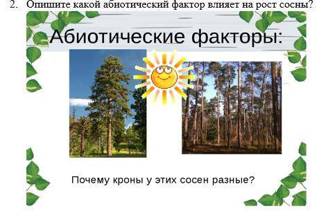 2 Опишитте какой абиотический фактор влияет на рост сосны? Почему кроны у этих сосен разные