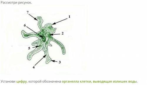 Установи цифру, которой обозначена органелла клетки, выводящая излишек воды.