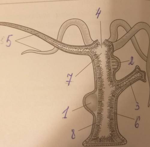 Подпишитесхему строения пресноводной гидры