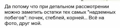 Цель: особенности внешнего и внутреннего строения строения видоизменного побега корневеща​