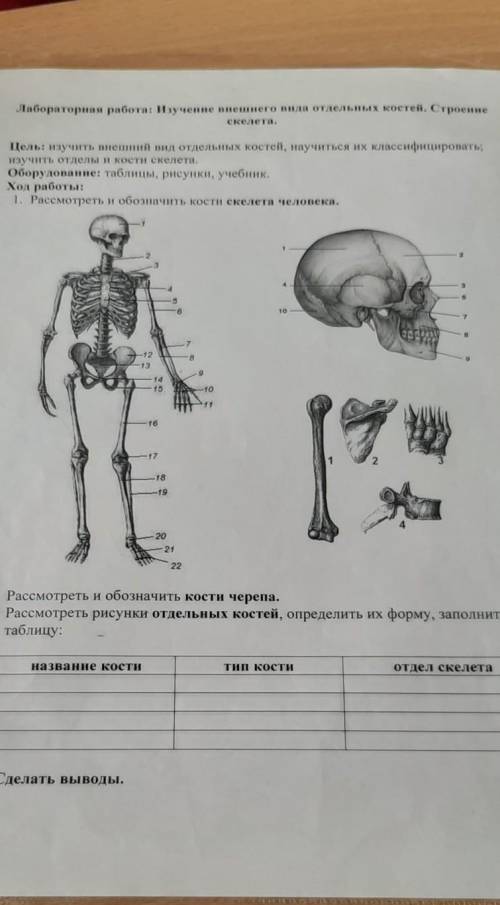 Рассмотрите рисунки отдельных костей, определите их форму ,заполнить таблицу​