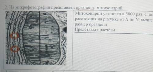 митохондрий увеличен в 5000 раз. с измерения расстояния на рисунке от X до Y, вычислите фактический