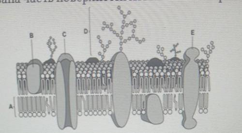 5 на рисунке ниже показана часть поверхности клеточной мембраны. 3б (i) Назовите молекулы А и В. А В
