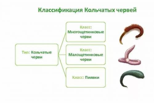 Классификация кольчатых червей