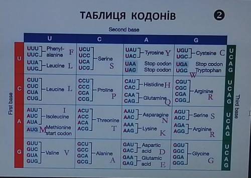 За до таблиці кодонів розшифруйте трансляцію і запишіть послідовність амінокислот у фрагменті білков